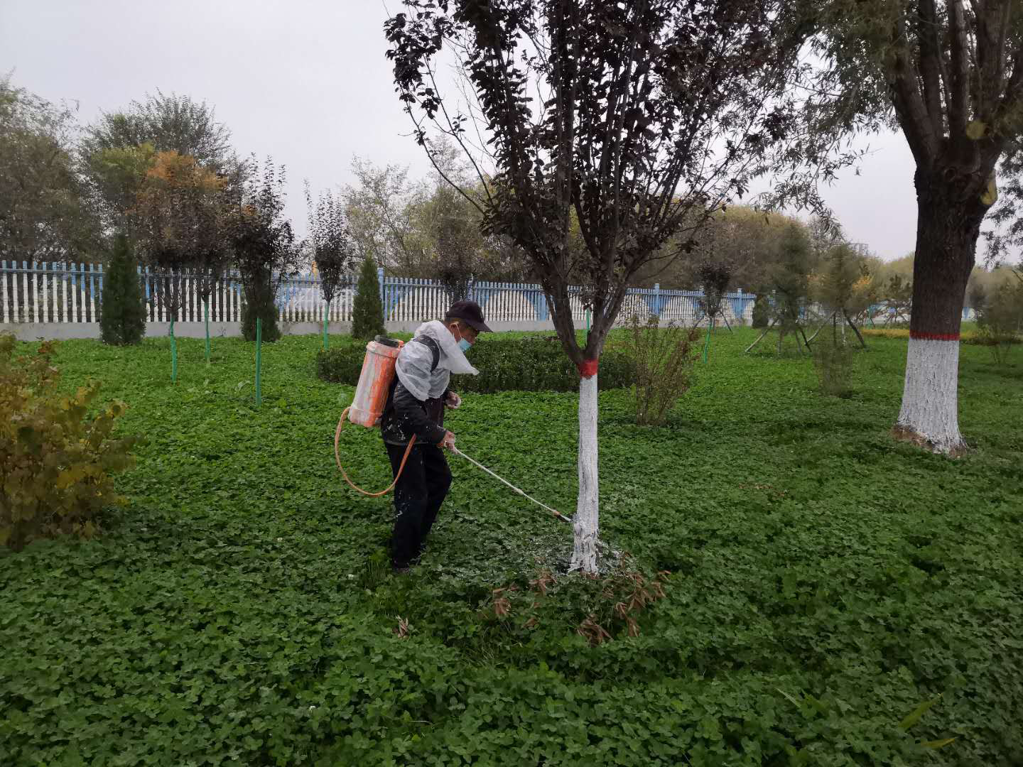 綠化公司扎實開展冬季綠化養(yǎng)護工作(圖2) 綠化公司扎實開展冬季綠化養(yǎng)護工作(圖2)